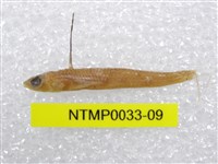 藏品(小骨鰧)的圖片